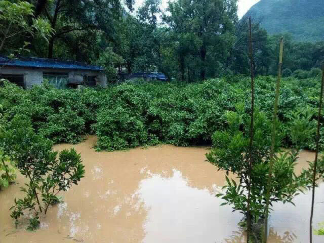 水災(zāi)后柑橘樹如何護(hù)理？